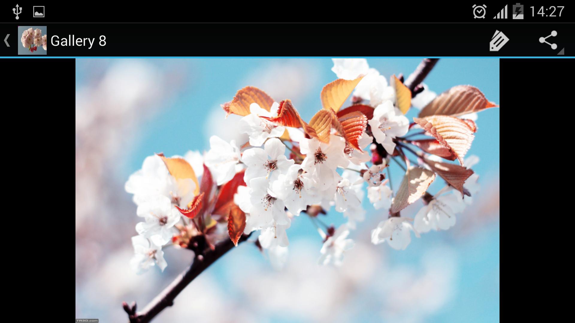 Dating site login cherry blossoms Cherry blossom