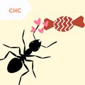 Ant x candy