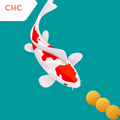 Carp Feed