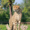 Cheetah Wallpaper