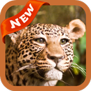 Cheetah Wallpaper APK