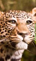 Cheetah Wallpaper poster