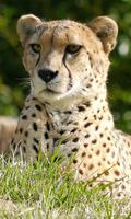 Cheetah Wallpaper screenshot 1