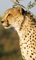 Cheetah Wallpaper screenshot 2