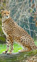 Cheetah Wallpaper screenshot 3