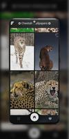 Cheetah Wallpapers capture d'écran 2