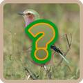 Find bird name