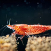 Cherry Shrimp Care