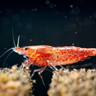 Cherry Shrimp Care-icoon