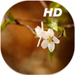 Fleur de cerisier en Direct fonds d'écran HD