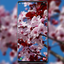 Cherry Blossom Wallpaper APK