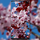 Cherry Blossom Wallpaper icône