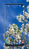 Cherry Blossom Wallpaper capture d'écran 1