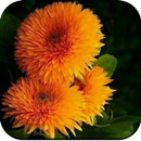 Blossoms Wallpaper HD APK