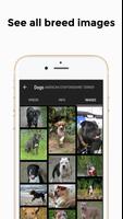 Dog Breeds - Dog Images, Video تصوير الشاشة 3