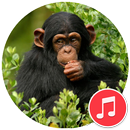 Sons De Chimpanzé APK