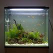 آیکون‌ Fish Tank Tracker