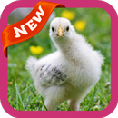 Chicken Wallpaper APK