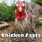 Chicken Facts-icoon