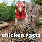 Chicken Facts icon