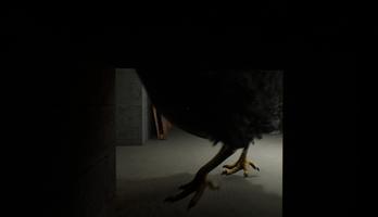 Chicken Feet imagem de tela 3