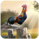 Chicken Wallpaper APK