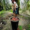 Pembajaan di Ladang Kelapa Sawit