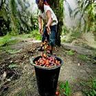 Pembajaan di Ladang Kelapa Sawit ไอคอน