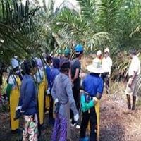 Pembajaan di Ladang Kelapa Sawit Ekran Görüntüsü 1