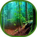 Forest Wallpaper 2019 Trees Wallpapers APK