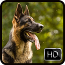 German Shepherd Wallpaper HD APK
