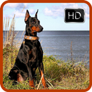 Doberman Dog Wallpaper HD APK