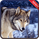 Wolf Wallpapers HD APK