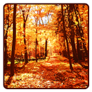 Autumn Wallpaper APK