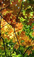 Autumn Wallpaper تصوير الشاشة 2