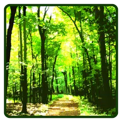 Forest Wallpaper APK download