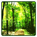 Forest Wallpaper APK