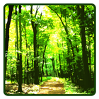 Forest Wallpaper أيقونة