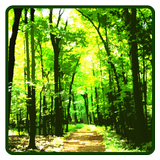 Forest Wallpaper أيقونة
