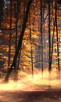 Forest Wallpaper تصوير الشاشة 3