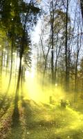 Forêt fond d'écran capture d'écran 1