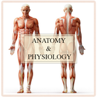 Anatomy And Physiology 图标