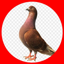 chose dove APK