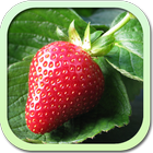 Каталог фруктов и ягод icône