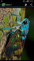 Cicada Ideas پوسٹر