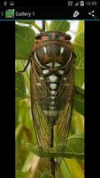 Cicada Ideas اسکرین شاٹ 2