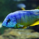 Cichlids Care Guide APK