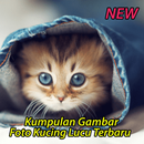 Gambar Foto Kucing Lucu APK