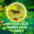 Masteran Ciblek Ngebren Gacor আইকন