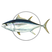MadeiraFish icon